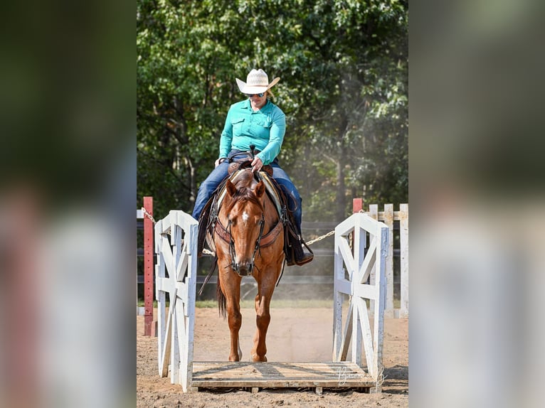 Quarter horse américain Hongre 5 Ans 150 cm Rouan Rouge in Clarion