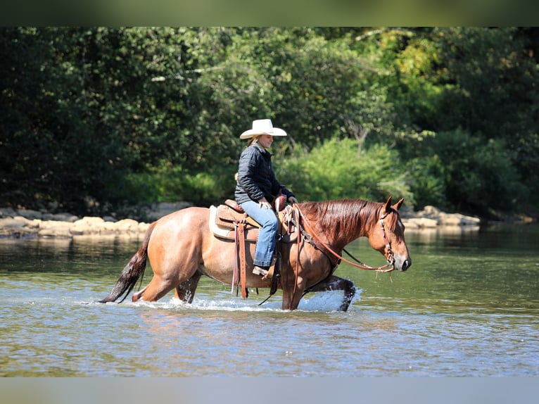 Quarter horse américain Hongre 5 Ans 150 cm Rouan Rouge in Clarion