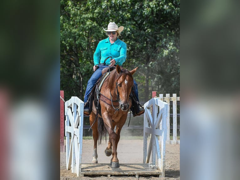Quarter horse américain Hongre 5 Ans 150 cm Rouan Rouge in Clarion
