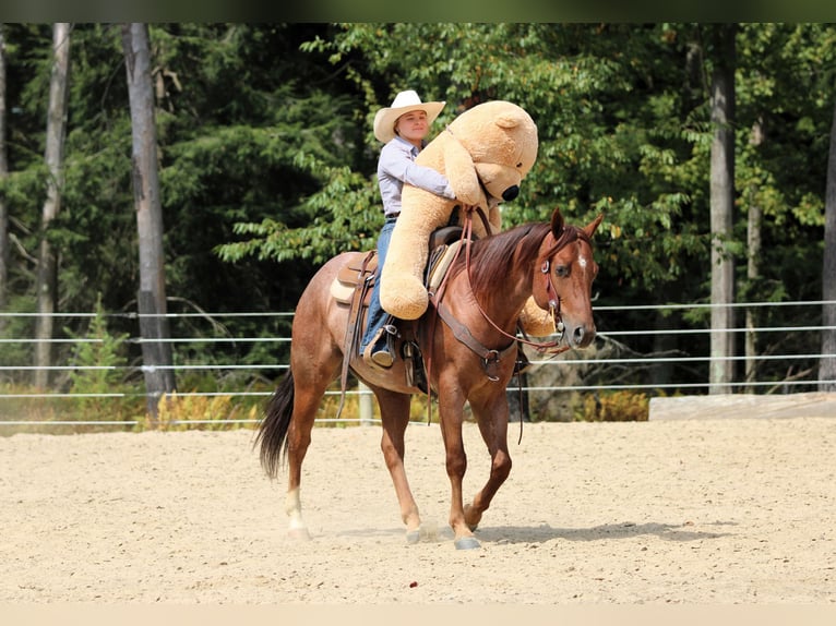 Quarter horse américain Hongre 5 Ans 150 cm Rouan Rouge in Clarion
