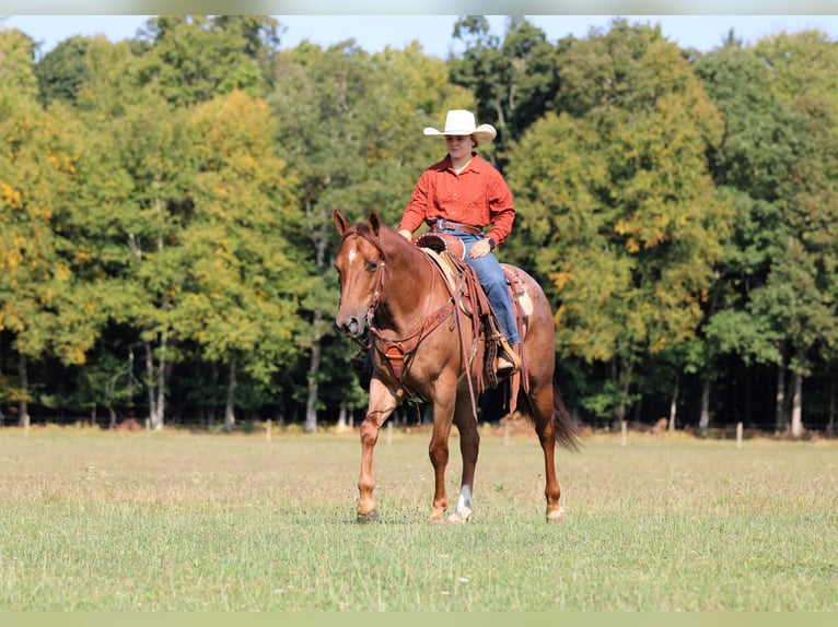 Quarter horse américain Hongre 5 Ans 150 cm Rouan Rouge in Clarion