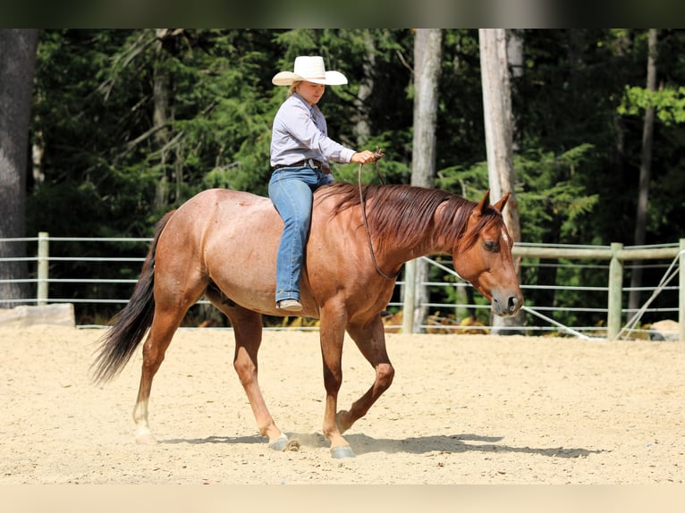 Quarter horse américain Hongre 5 Ans 150 cm Rouan Rouge in Clarion