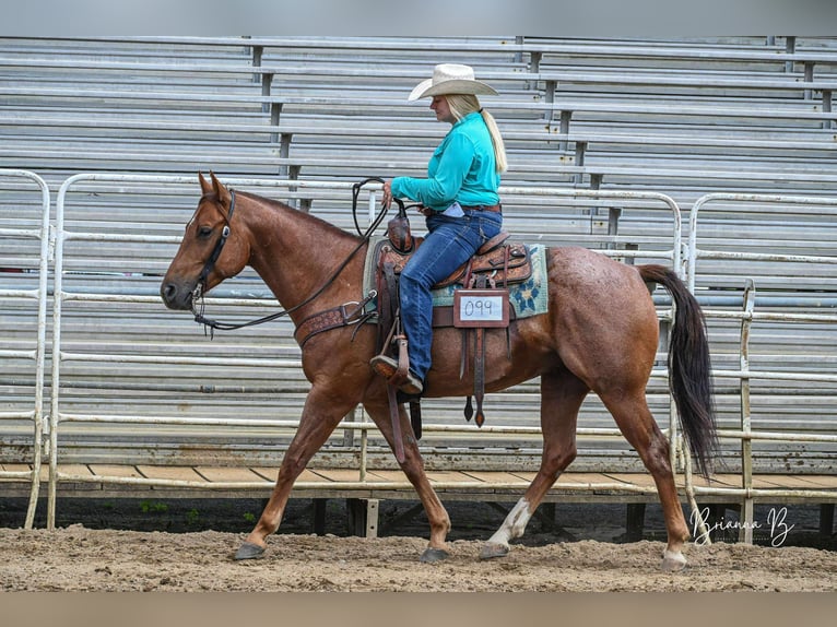 Quarter horse américain Hongre 5 Ans 150 cm Rouan Rouge in Clarion