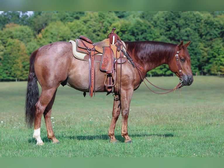 Quarter horse américain Hongre 5 Ans 150 cm Rouan Rouge in Clarion