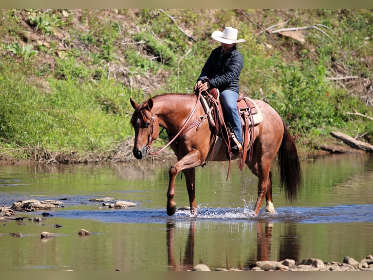 Quarter horse américain Hongre 5 Ans 150 cm Rouan Rouge in Clarion