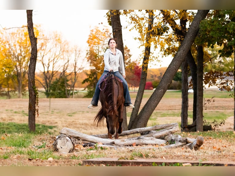 Quarter horse américain Hongre 5 Ans 150 cm Rouan Rouge in Lewistown