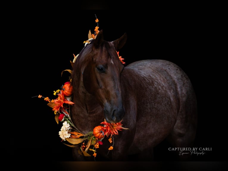 Quarter horse américain Hongre 5 Ans 150 cm Rouan Rouge in Lewistown