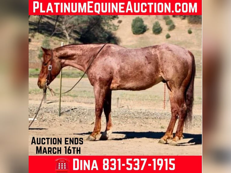 Quarter horse américain Hongre 5 Ans 150 cm Rouan Rouge in Paicines, CA