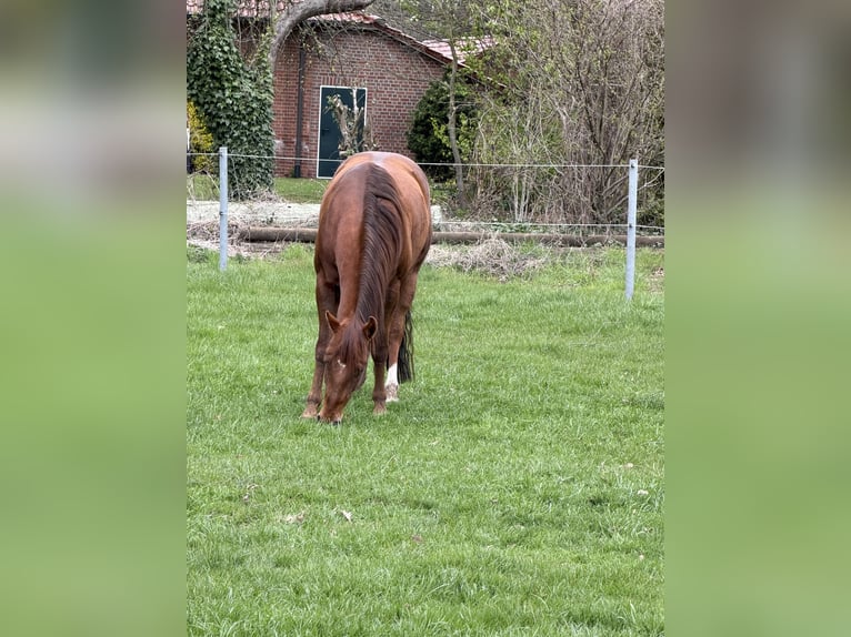 Quarter horse américain Hongre 5 Ans 151 cm Alezan in Sassenberg