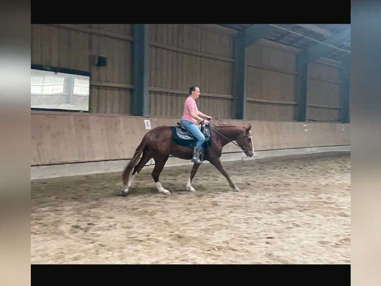 Quarter horse américain Hongre 5 Ans 151 cm Alezan in Pfaffenhofen an der Roth