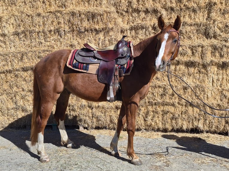 Quarter horse américain Hongre 5 Ans 151 cm Alezan in Pfaffenhofen an der Roth