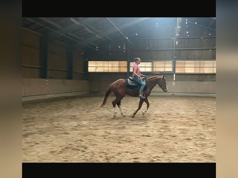 Quarter horse américain Hongre 5 Ans 151 cm Alezan in Pfaffenhofen an der Roth