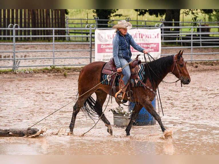 Quarter horse américain Hongre 5 Ans 151 cm Bai in Sinsheim