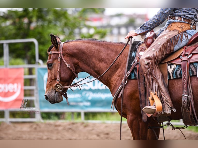 Quarter horse américain Hongre 5 Ans 151 cm Bai in Sinsheim