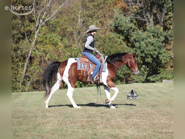 Quarter horse américain Hongre 5 Ans 151 cm Tobiano-toutes couleurs in Mount Vernon