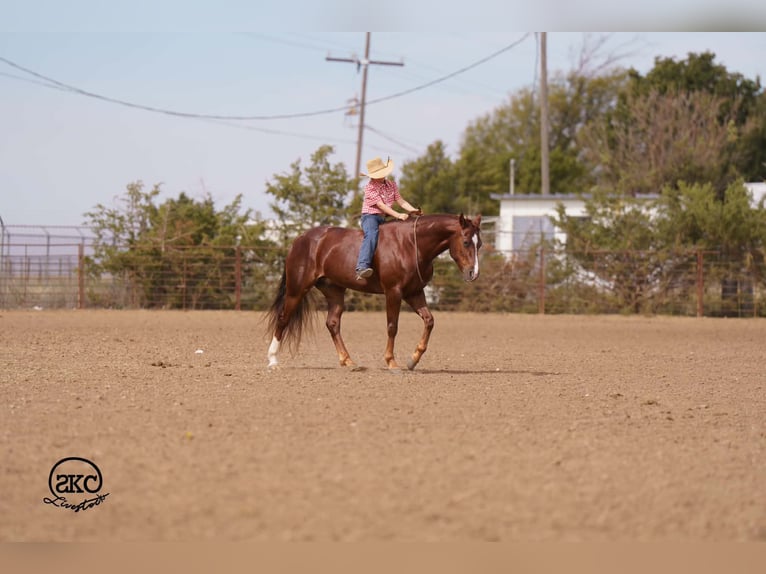 Quarter horse américain Hongre 5 Ans 152 cm Alezan brûlé in Canyon