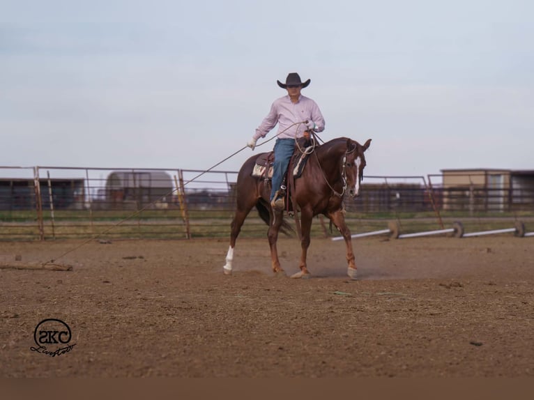 Quarter horse américain Hongre 5 Ans 152 cm Alezan brûlé in Canyon