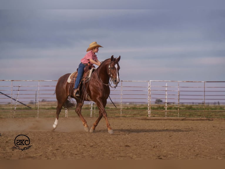 Quarter horse américain Hongre 5 Ans 152 cm Alezan brûlé in Canyon