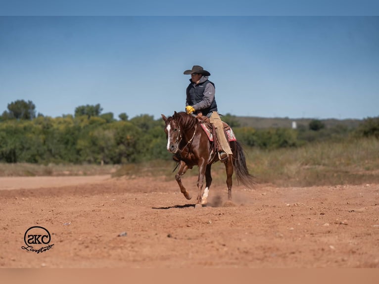 Quarter horse américain Hongre 5 Ans 152 cm Alezan brûlé in Canyon