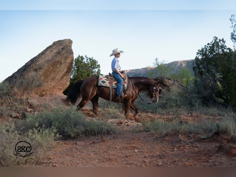 Quarter horse américain Hongre 5 Ans 152 cm Alezan brûlé in Canyon
