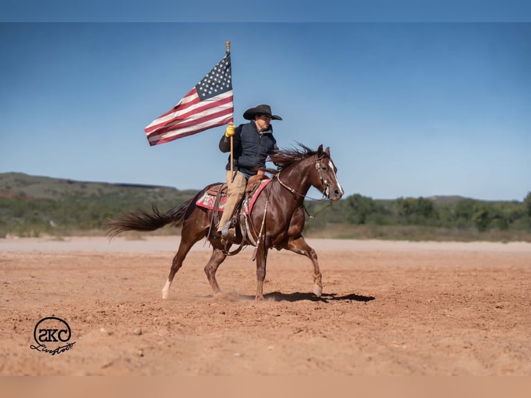 Quarter horse américain Hongre 5 Ans 152 cm Alezan brûlé in Canyon