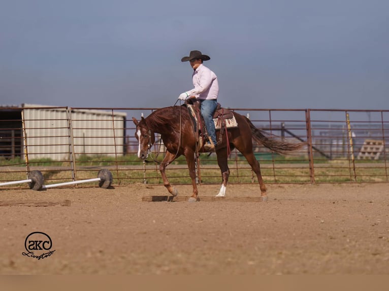 Quarter horse américain Hongre 5 Ans 152 cm Alezan brûlé in Canyon