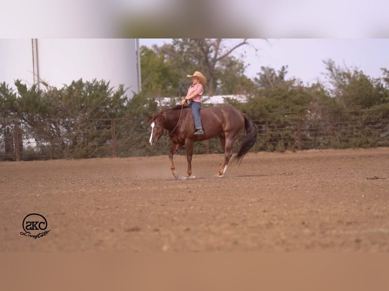 Quarter horse américain Hongre 5 Ans 152 cm Alezan brûlé in Canyon