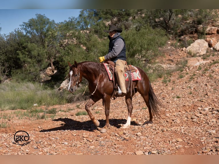 Quarter horse américain Hongre 5 Ans 152 cm Alezan brûlé in Canyon