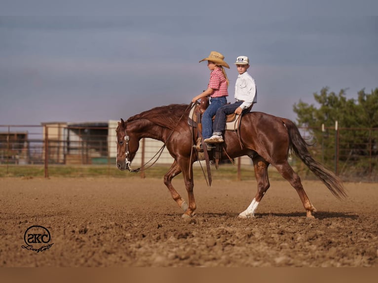 Quarter horse américain Hongre 5 Ans 152 cm Alezan brûlé in Canyon