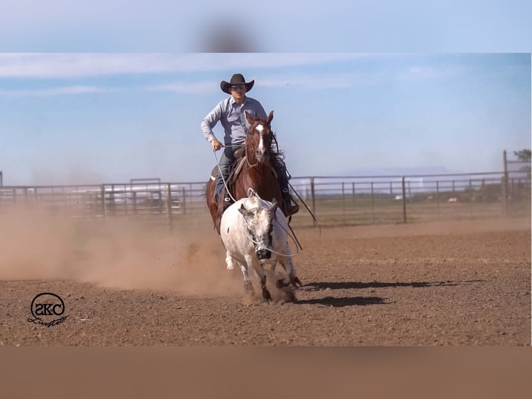 Quarter horse américain Hongre 5 Ans 152 cm Alezan brûlé in Canyon