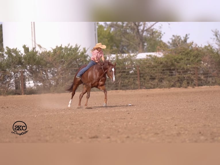 Quarter horse américain Hongre 5 Ans 152 cm Alezan brûlé in Canyon