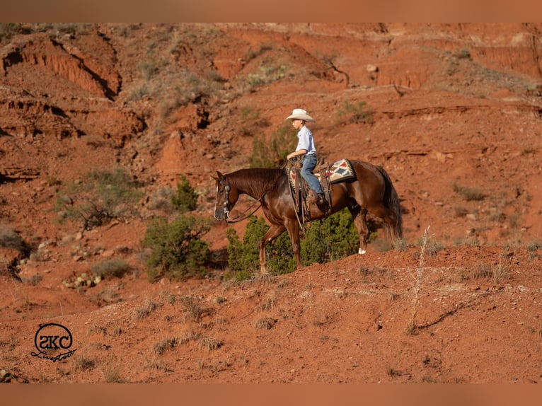 Quarter horse américain Hongre 5 Ans 152 cm Alezan brûlé in Canyon