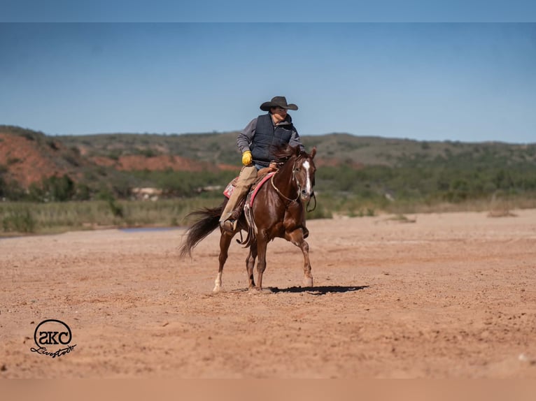 Quarter horse américain Hongre 5 Ans 152 cm Alezan brûlé in Canyon