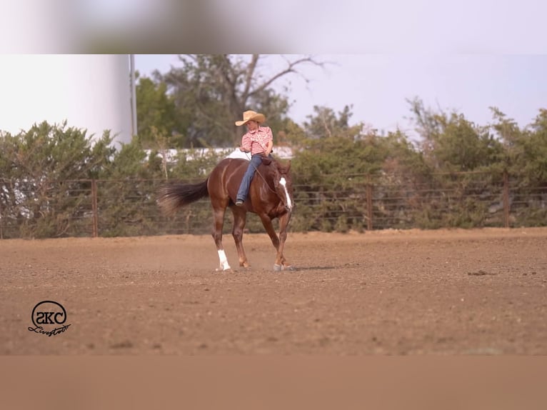 Quarter horse américain Hongre 5 Ans 152 cm Alezan brûlé in Canyon