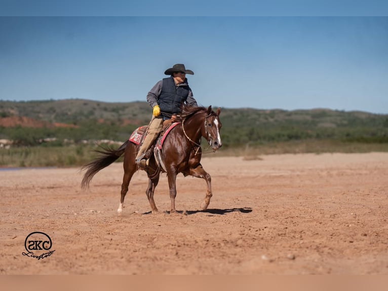Quarter horse américain Hongre 5 Ans 152 cm Alezan brûlé in Canyon