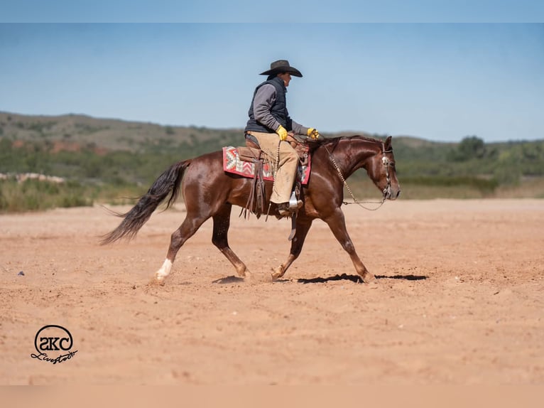 Quarter horse américain Hongre 5 Ans 152 cm Alezan brûlé in Canyon