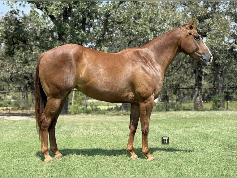 Quarter horse américain Hongre 5 Ans 152 cm Alezan brûlé in Jacksboro, TX