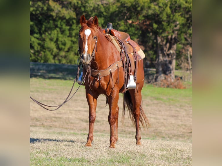 Quarter horse américain Hongre 5 Ans 152 cm Alezan brûlé in Canton TX