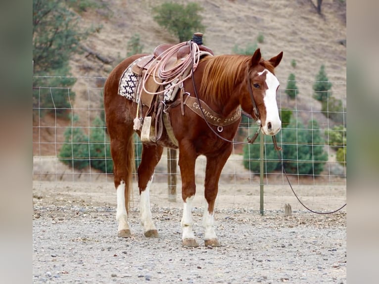Quarter horse américain Hongre 5 Ans 152 cm Alezan brûlé in Paicines CA