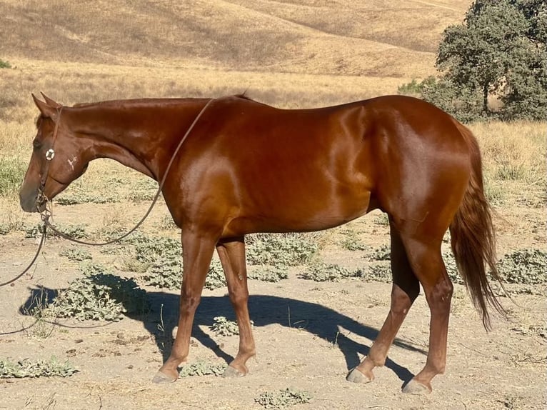 Quarter horse américain Hongre 5 Ans 152 cm Alezan brûlé in Paicines CA