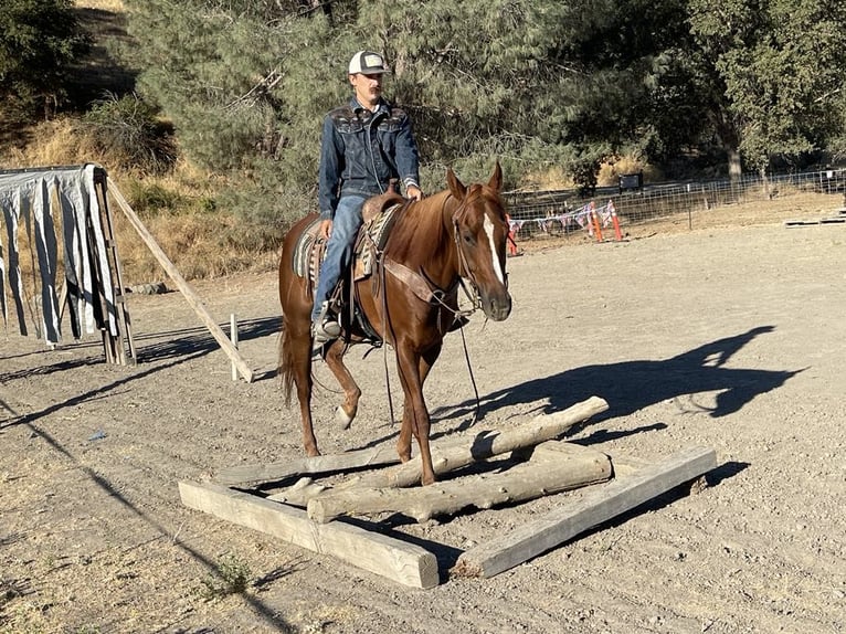 Quarter horse américain Hongre 5 Ans 152 cm Alezan brûlé in Paicines CA