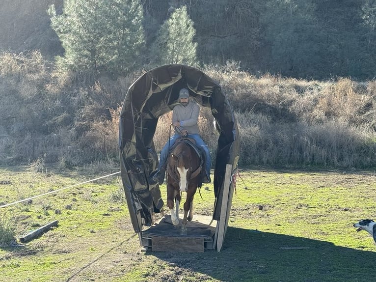 Quarter horse américain Hongre 5 Ans 152 cm Alezan brûlé in Paicines CA