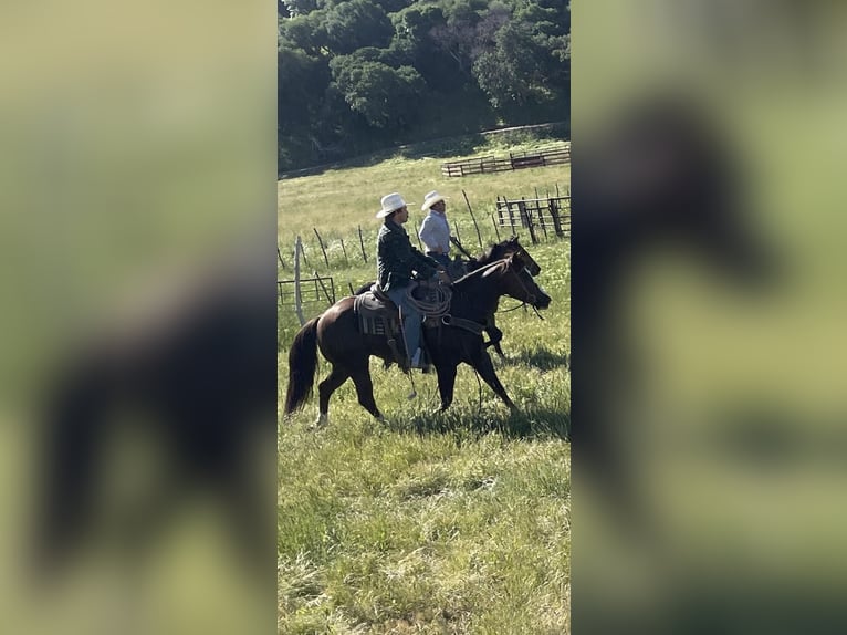 Quarter horse américain Hongre 5 Ans 152 cm Alezan brûlé in Paicines CA