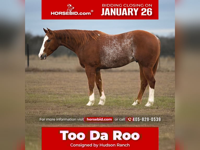 Quarter horse américain Hongre 5 Ans 152 cm Alezan cuivré in Burleson