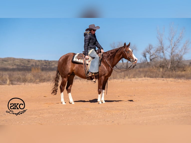 Quarter horse américain Hongre 5 Ans 152 cm Alezan cuivré in Canyon