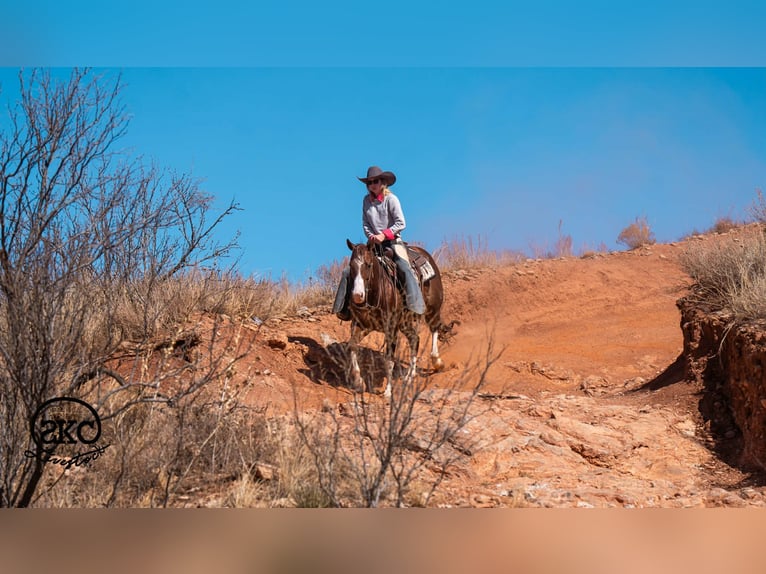 Quarter horse américain Hongre 5 Ans 152 cm Alezan cuivré in Canyon