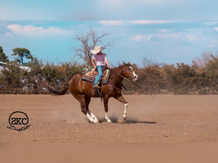 Quarter horse américain Hongre 5 Ans 152 cm Alezan cuivré in Canyon