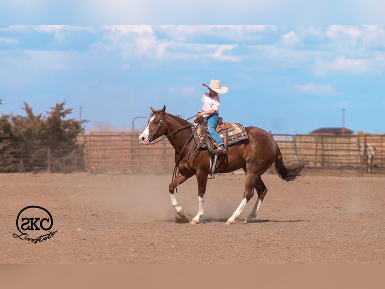 Quarter horse américain Hongre 5 Ans 152 cm Alezan cuivré in Canyon