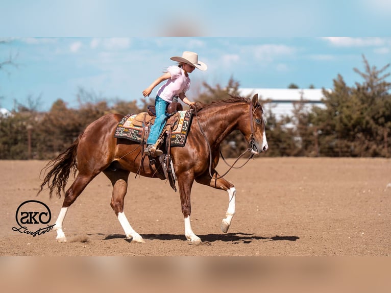 Quarter horse américain Hongre 5 Ans 152 cm Alezan cuivré in Canyon