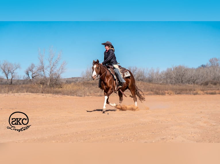 Quarter horse américain Hongre 5 Ans 152 cm Alezan cuivré in Canyon